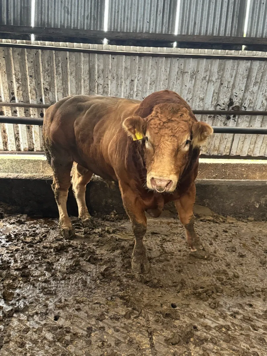 Lim bull - Image 1