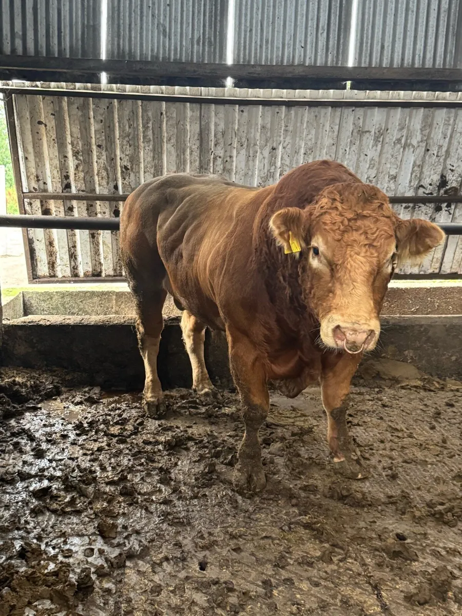 Lim bull - Image 2