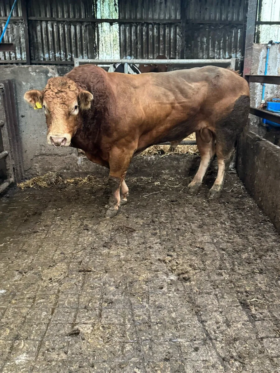 Lim bull - Image 4