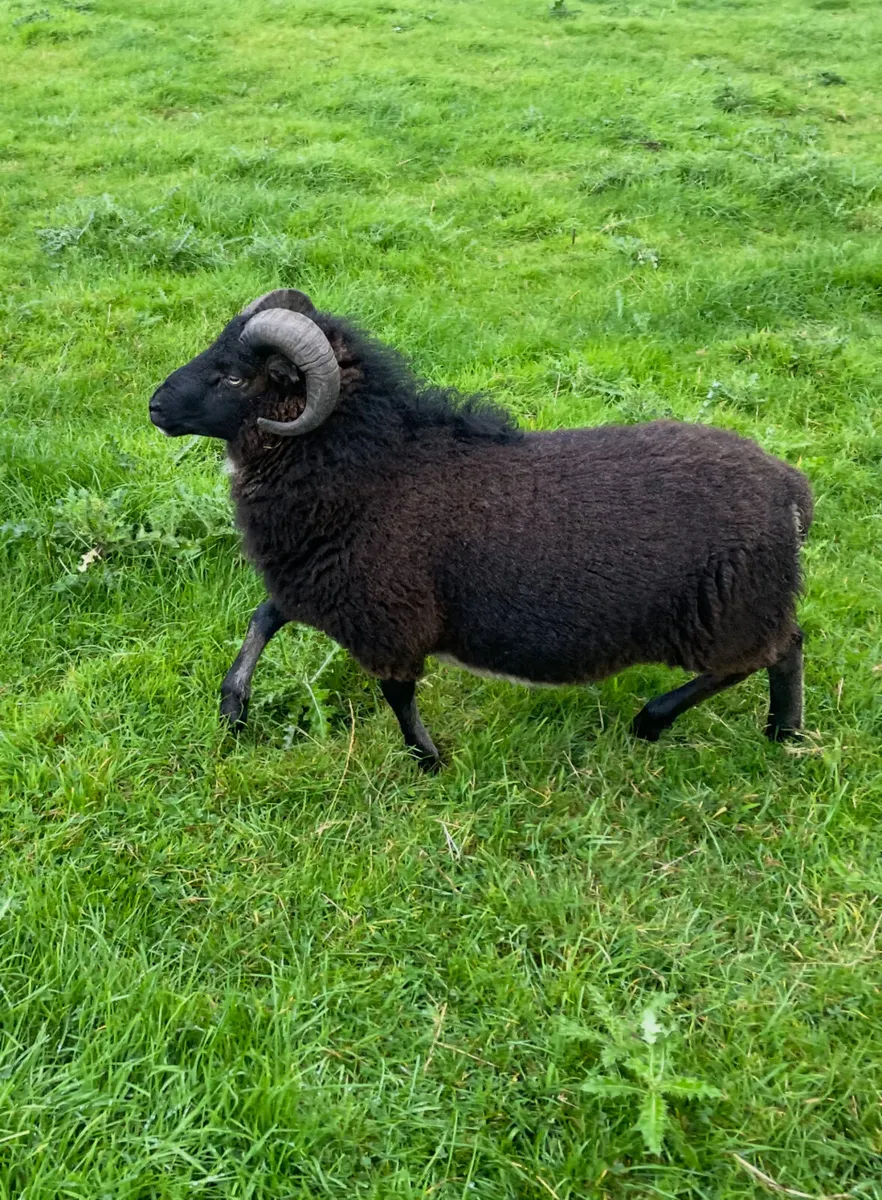 Hog ram - Image 1