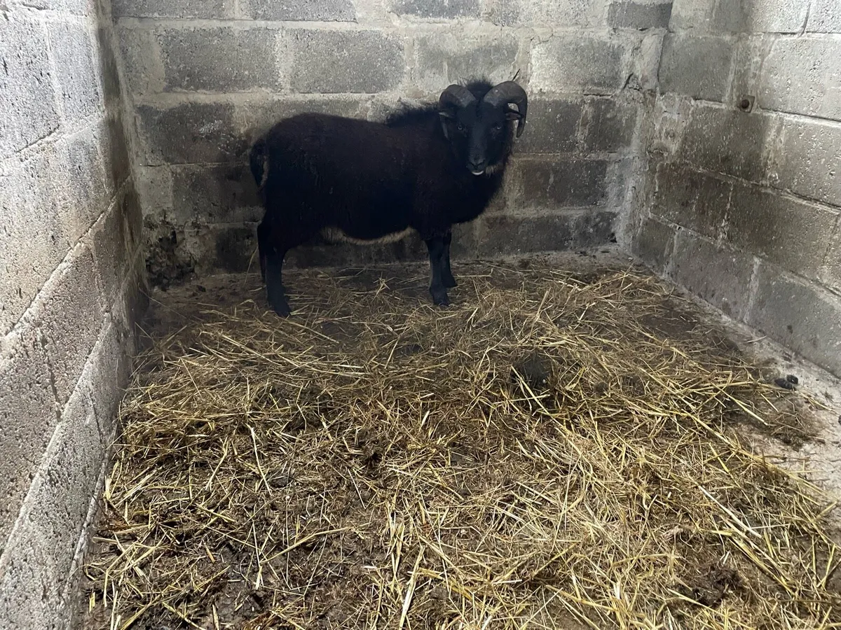 Hog ram - Image 2