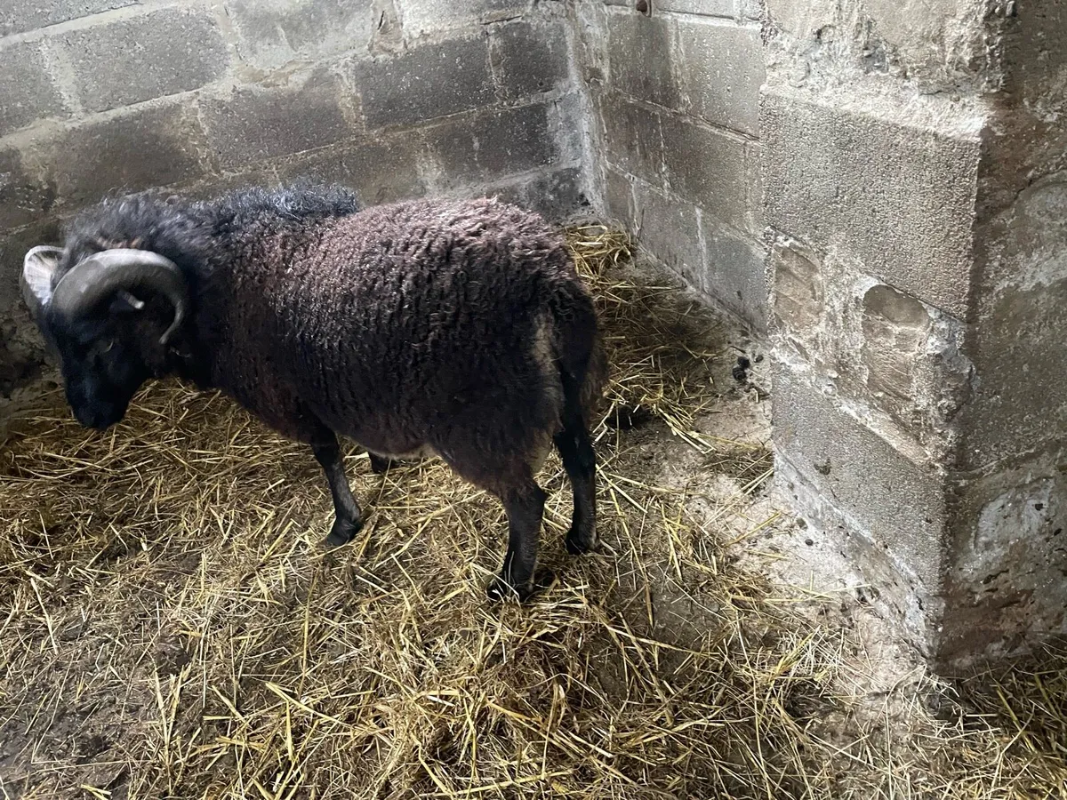 Hog ram - Image 3