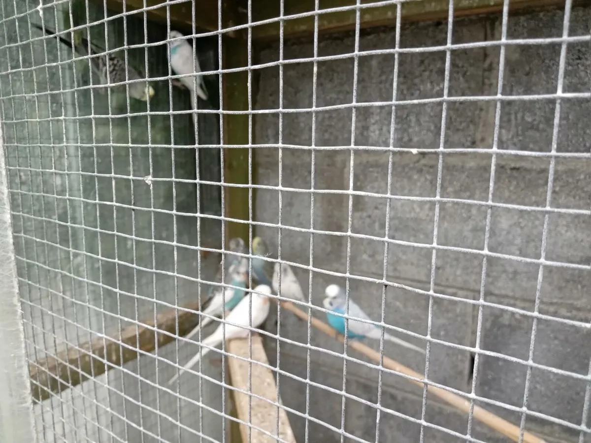 Budgies - Image 1