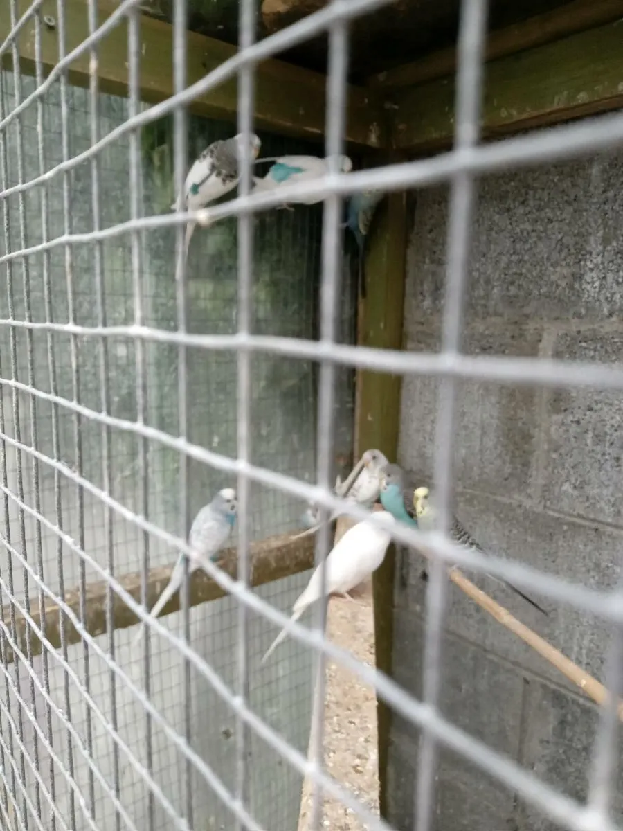 Budgies - Image 2