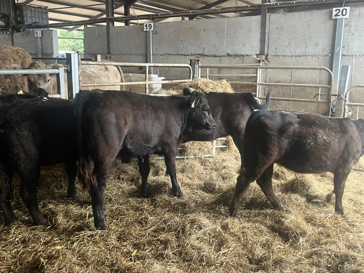 5 super limousin u grade heifers - Image 1