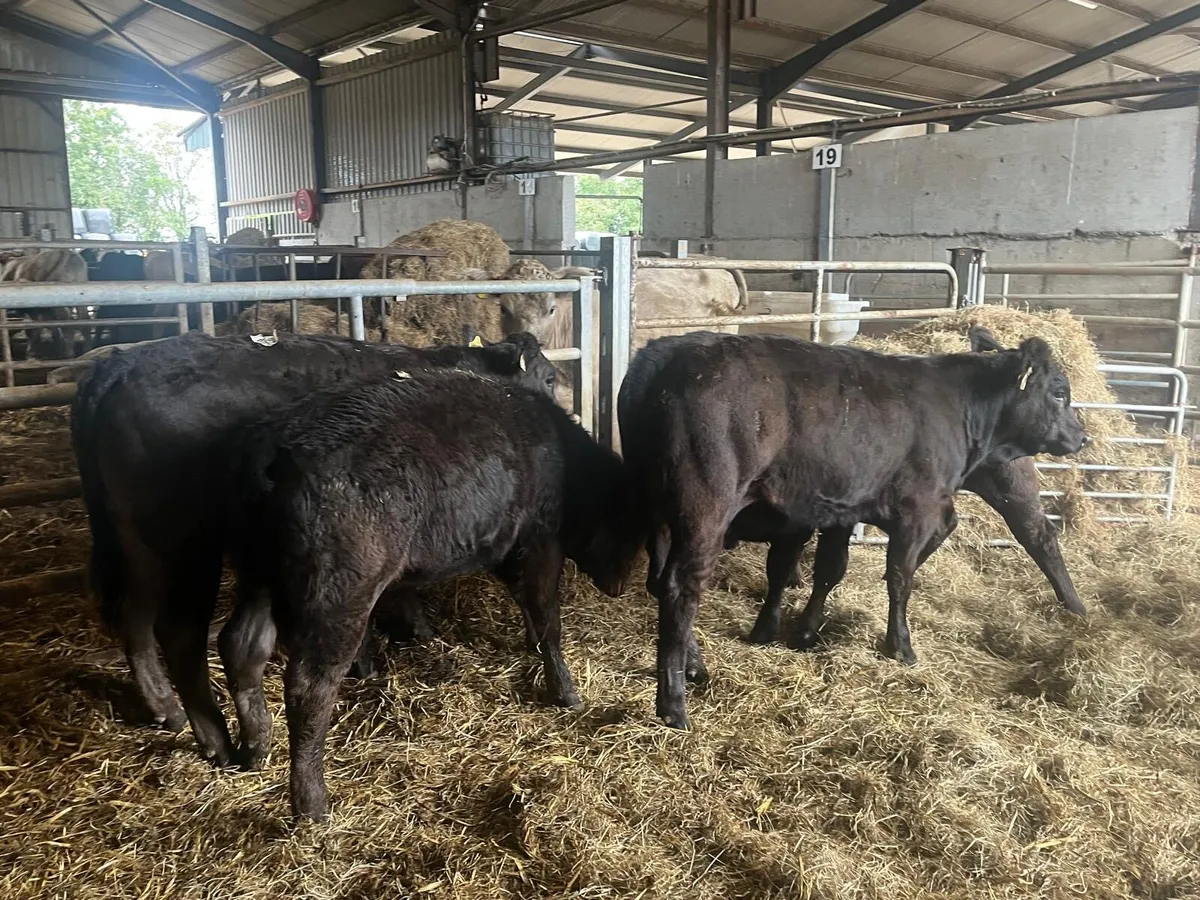 5 super limousin u grade heifers - Image 2