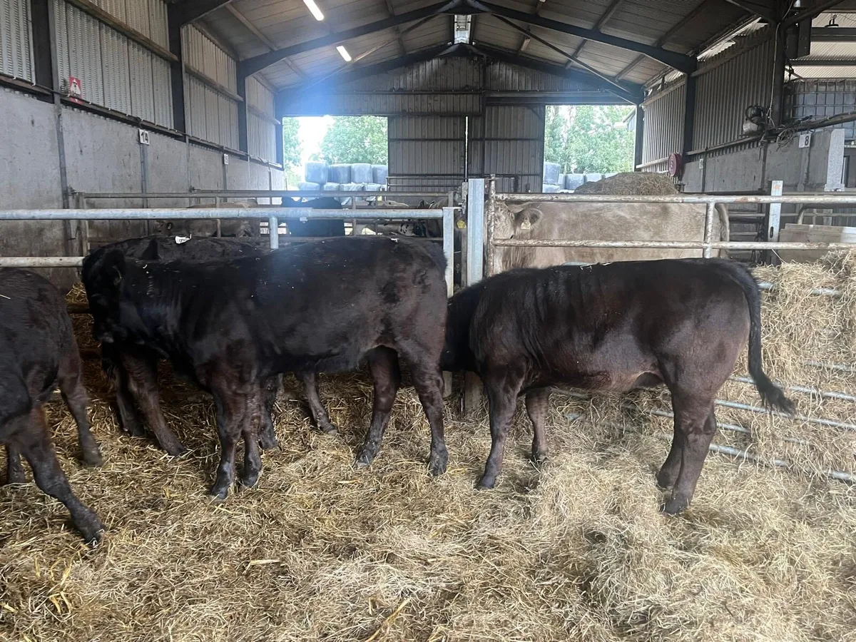 5 super limousin u grade heifers - Image 3