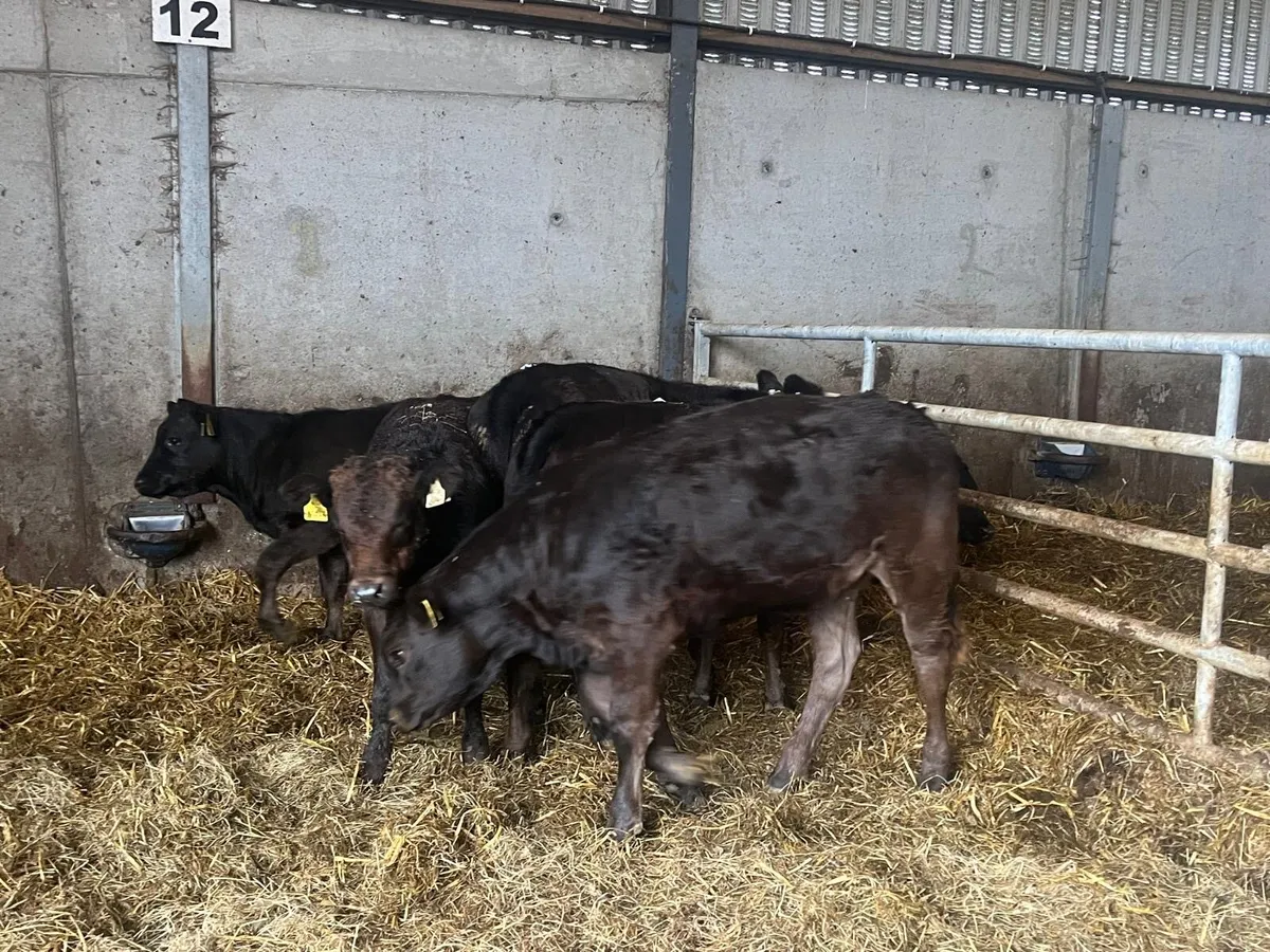 5 super limousin u grade heifers - Image 4