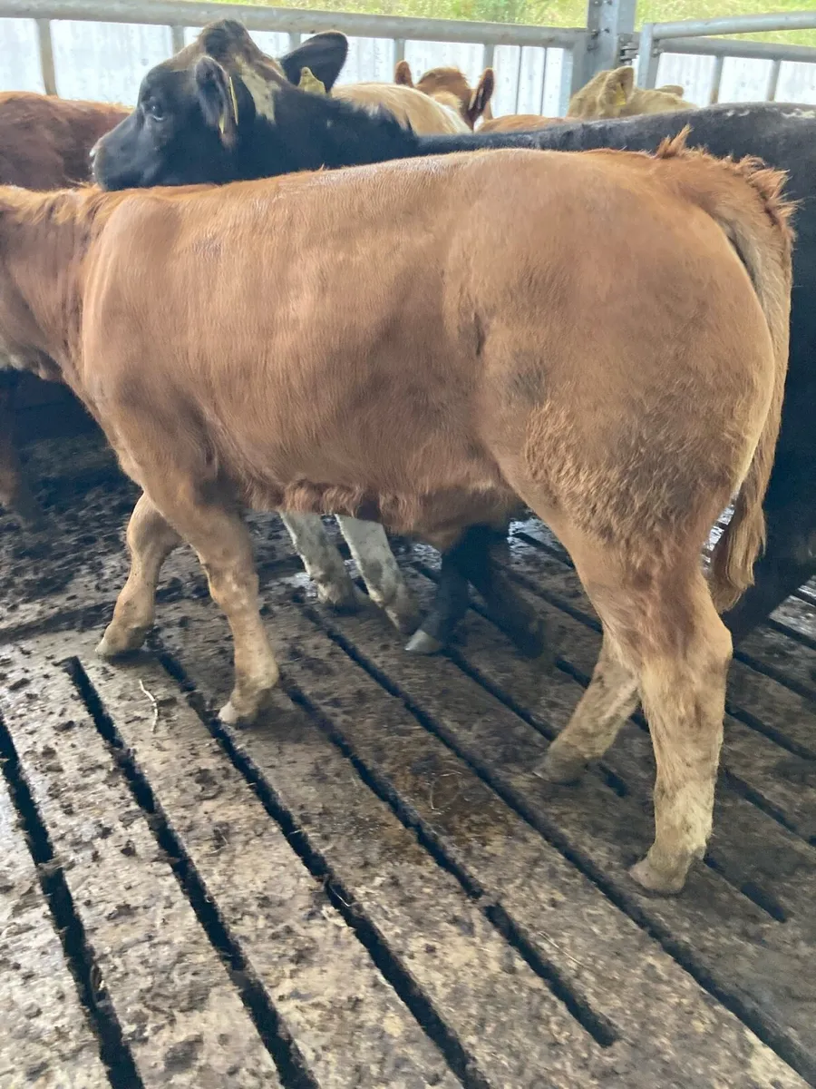 SUPER QUALITY LIM/CH BULL WEANLINGS 300KG - Image 3