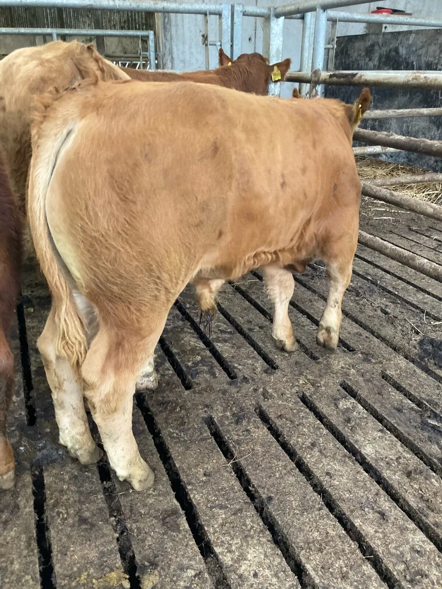 SUPER QUALITY LIM/CH BULL WEANLINGS 300KG - Image 4