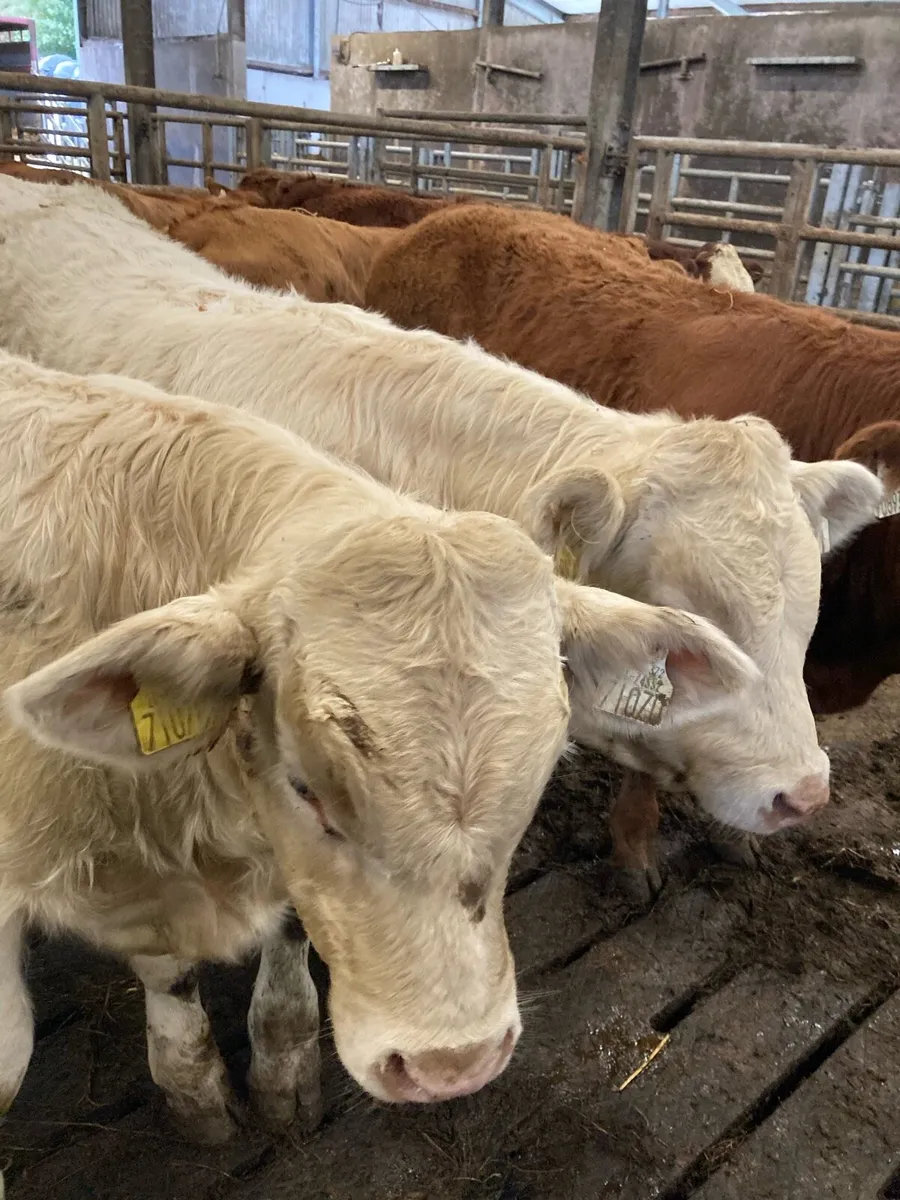 SUPER QUALITY LIM/CH BULL WEANLINGS 300KG - Image 1