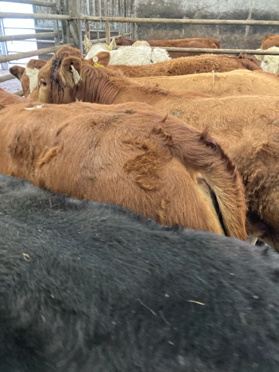 SUPER QUALITY LIM/CH BULL WEANLINGS 300KG - Image 2