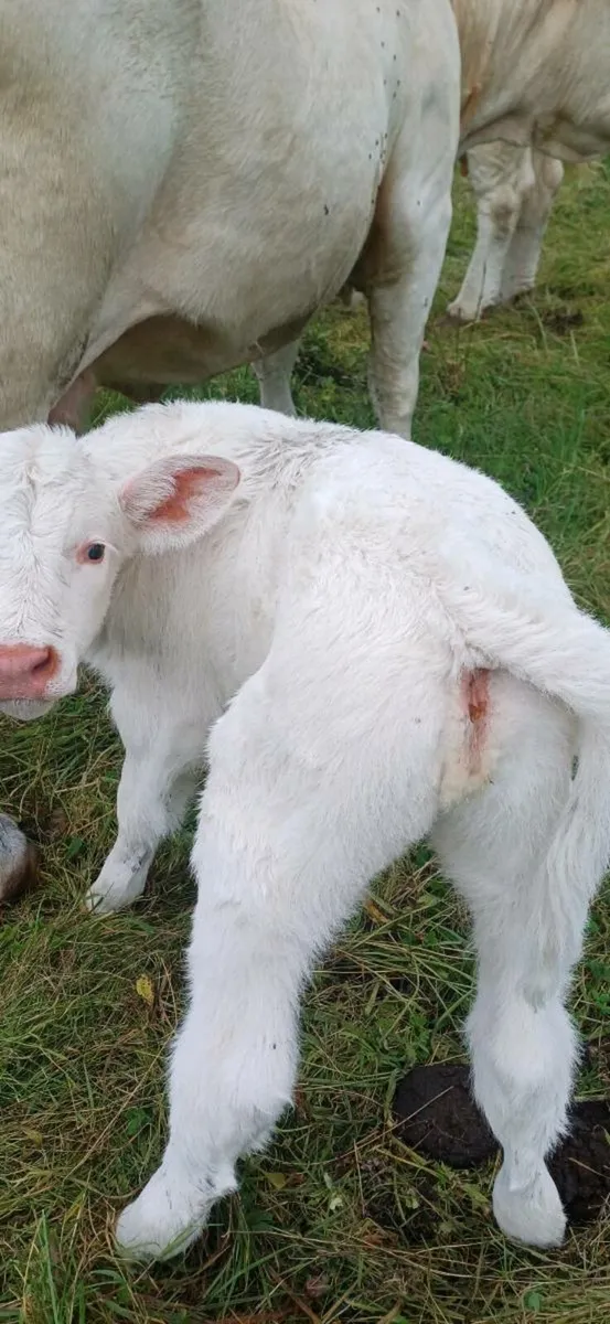 Pbr char heifer suck - Image 1
