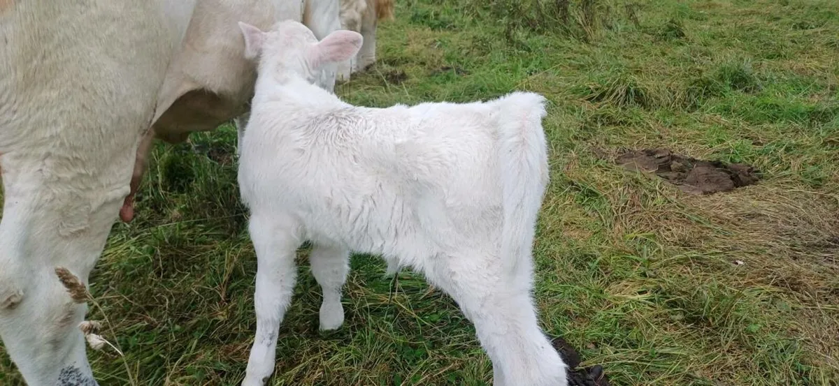 Pbr char heifer suck - Image 2