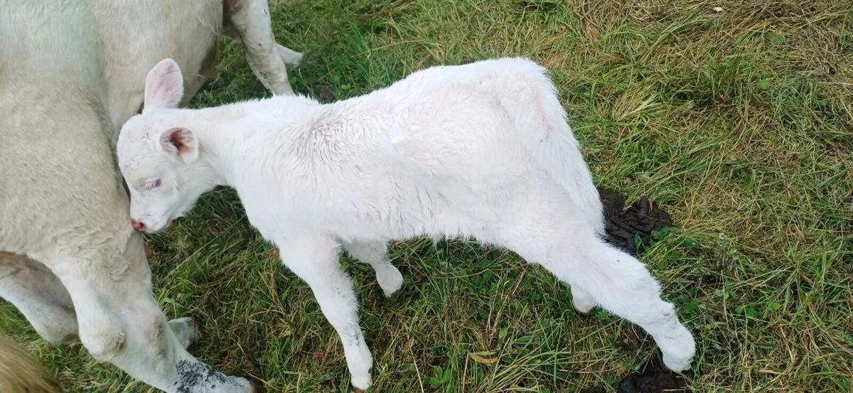 Pbr char heifer suck - Image 3