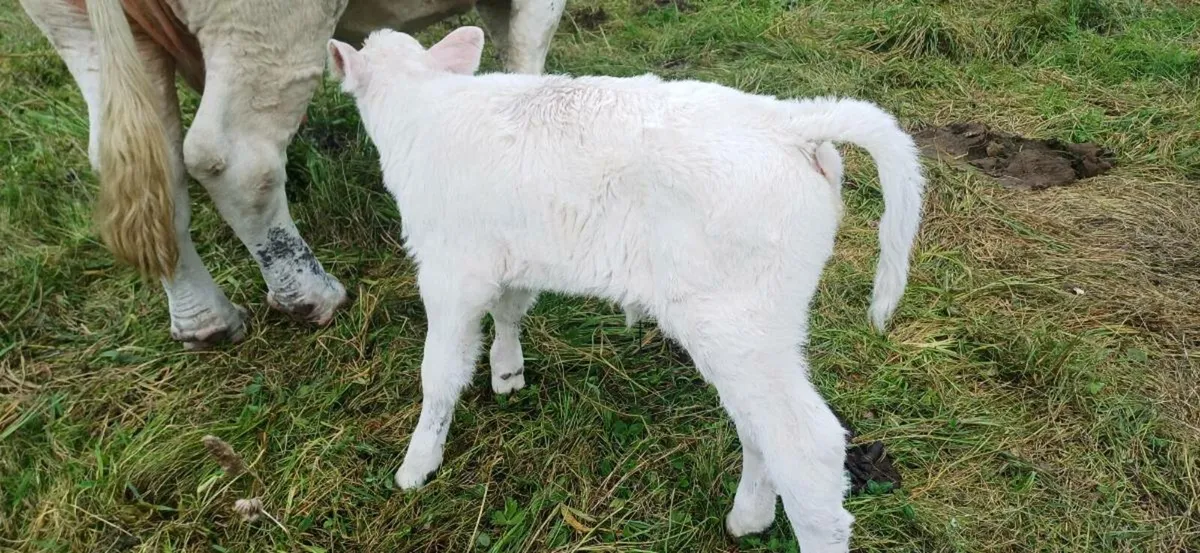 Pbr char heifer suck - Image 4