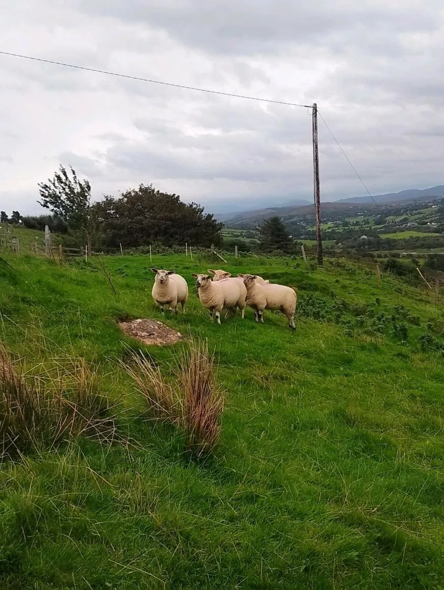 Lleyn X NZ Suffolk - Image 2