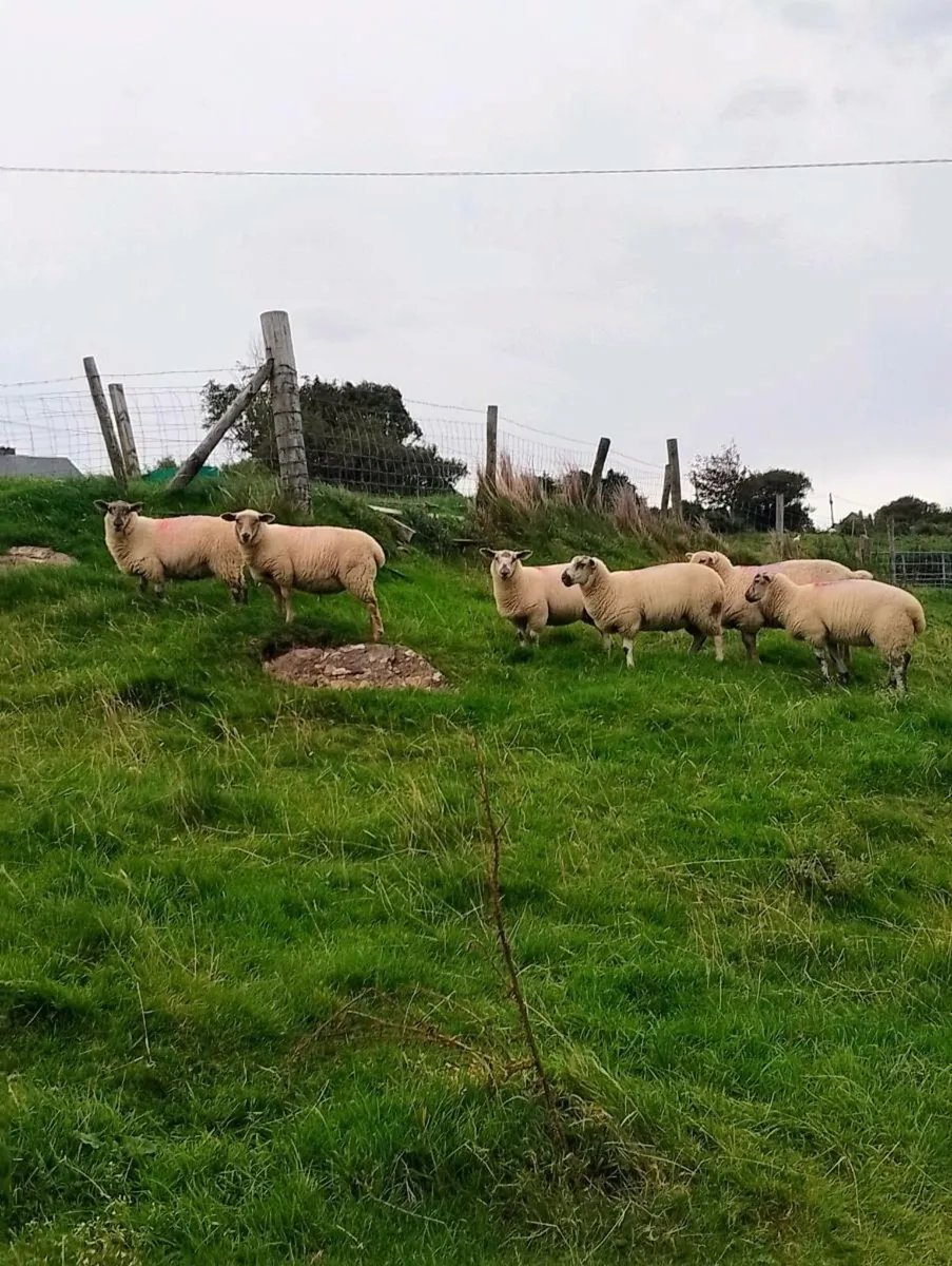 Lleyn X NZ Suffolk - Image 3