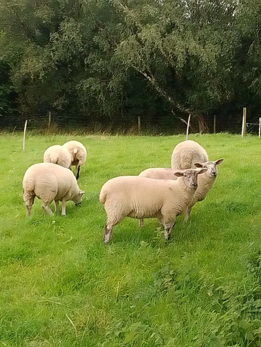 Lleyn X NZ Suffolk - Image 1
