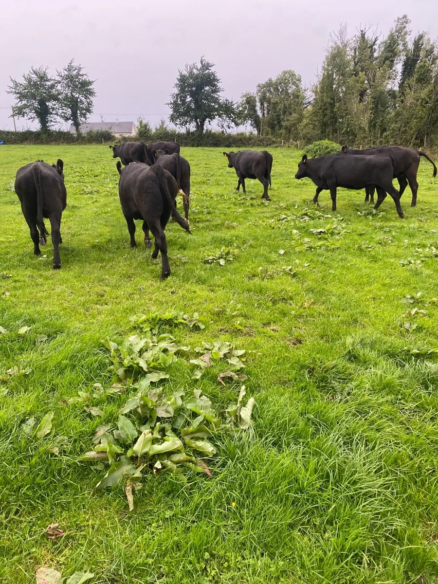 Aax heifers - Image 2