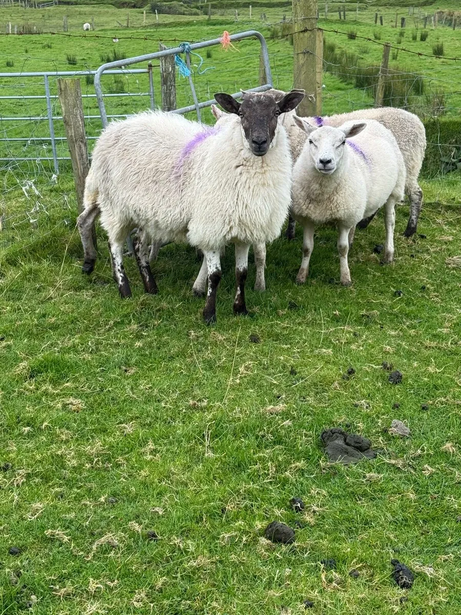 5 quality hoggets - Image 1
