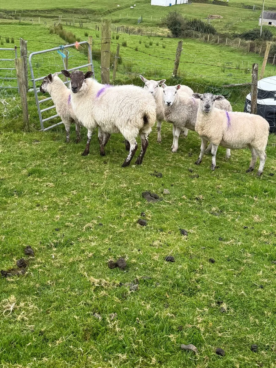 5 quality hoggets - Image 2