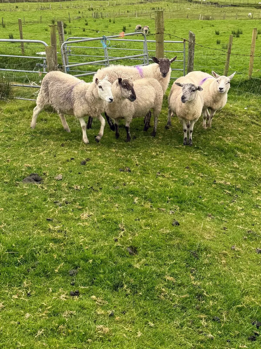 5 quality hoggets - Image 3