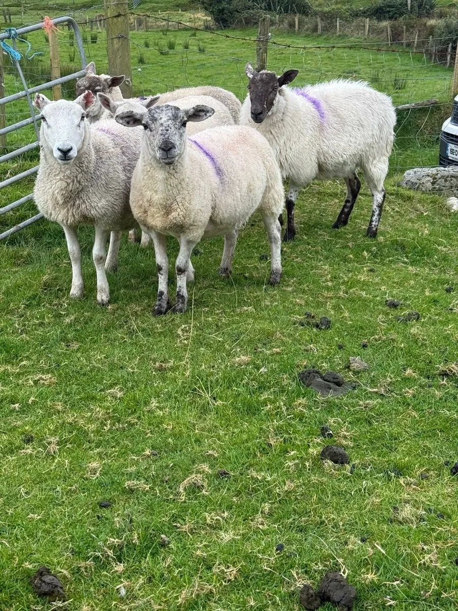 5 quality hoggets - Image 4