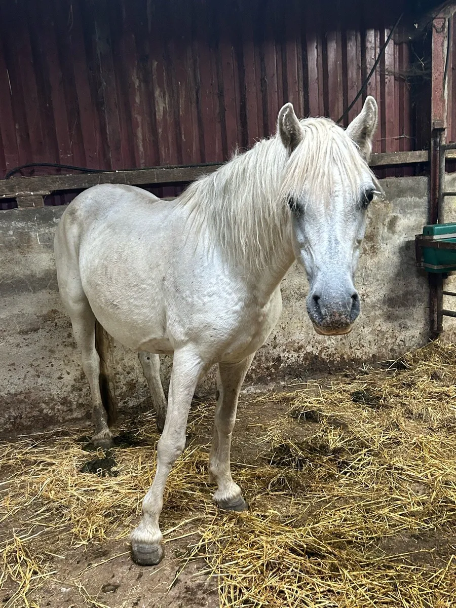 Foster mare - Image 1