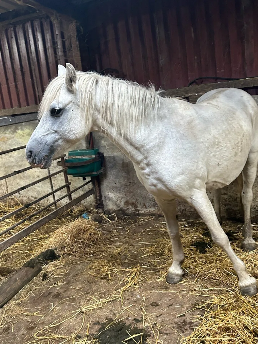 Foster mare - Image 2
