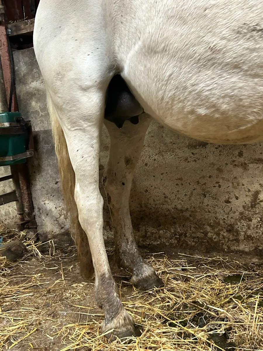 Foster mare - Image 3
