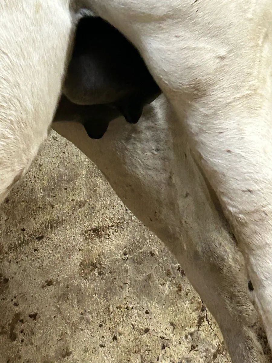 Foster mare - Image 4