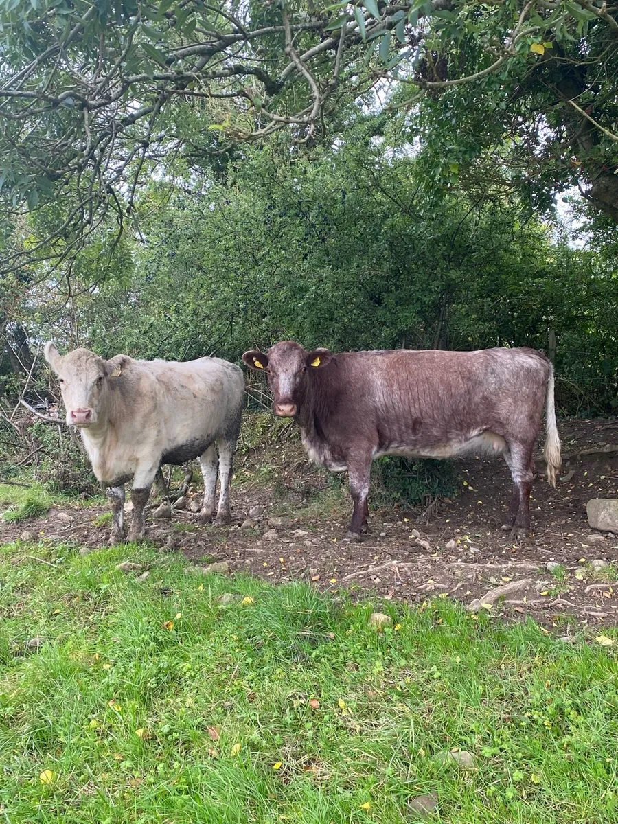 ⭐️ Two Pb Shorthorn Springers⭐️ - Image 1