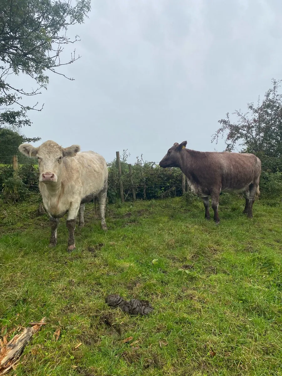 ⭐️ Two Pb Shorthorn Springers⭐️ - Image 2