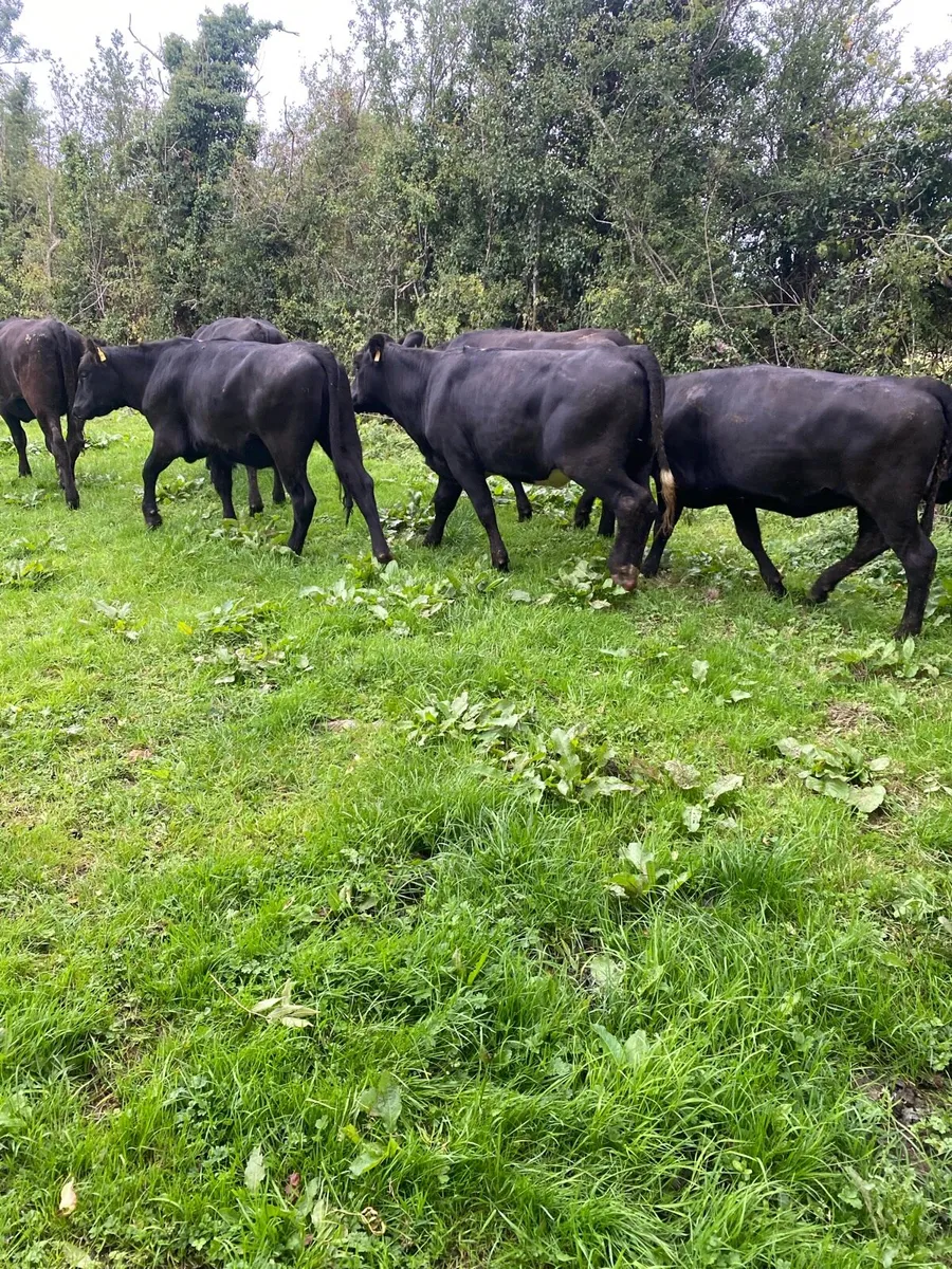 Aax heifers - Image 1