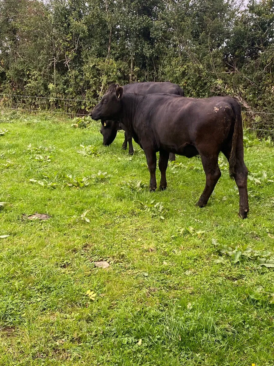 Aax heifers - Image 3
