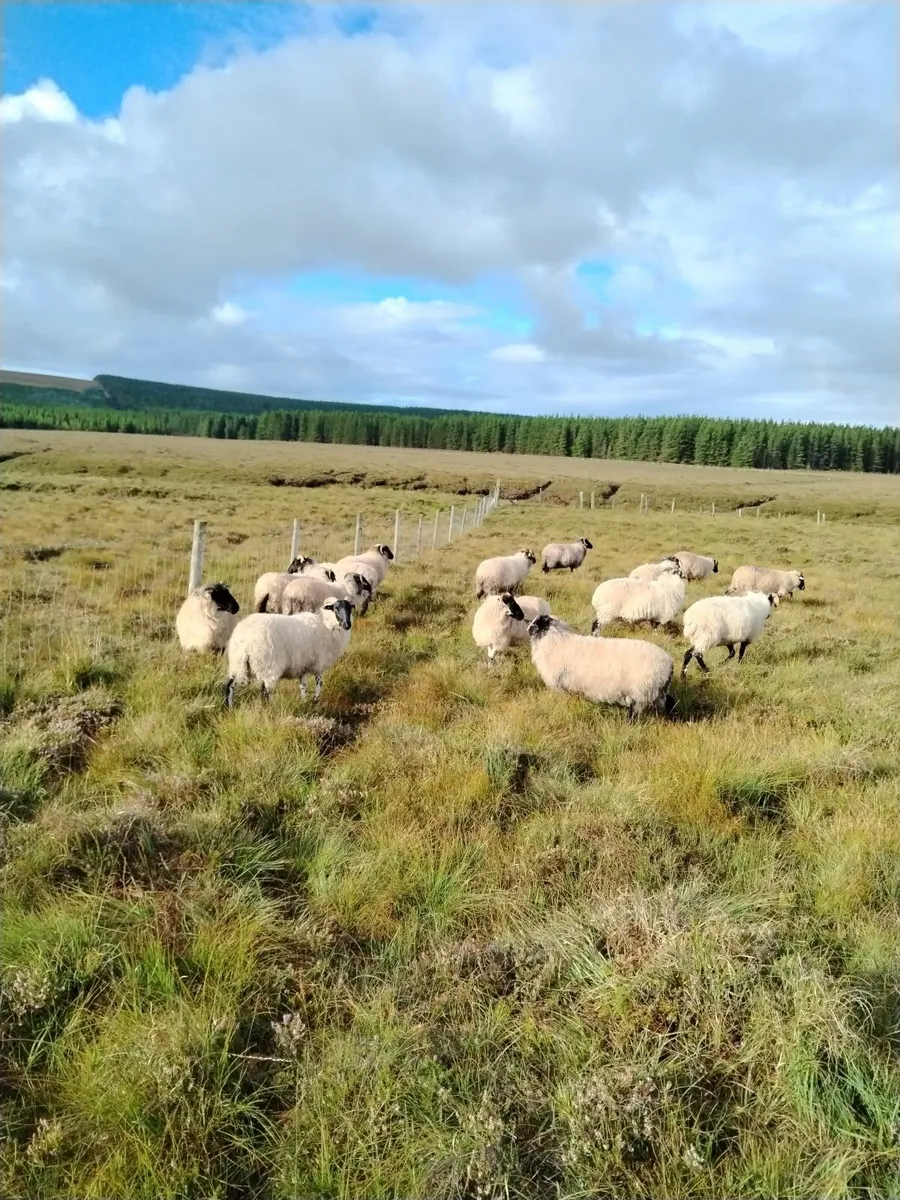 Hoggets - Image 4