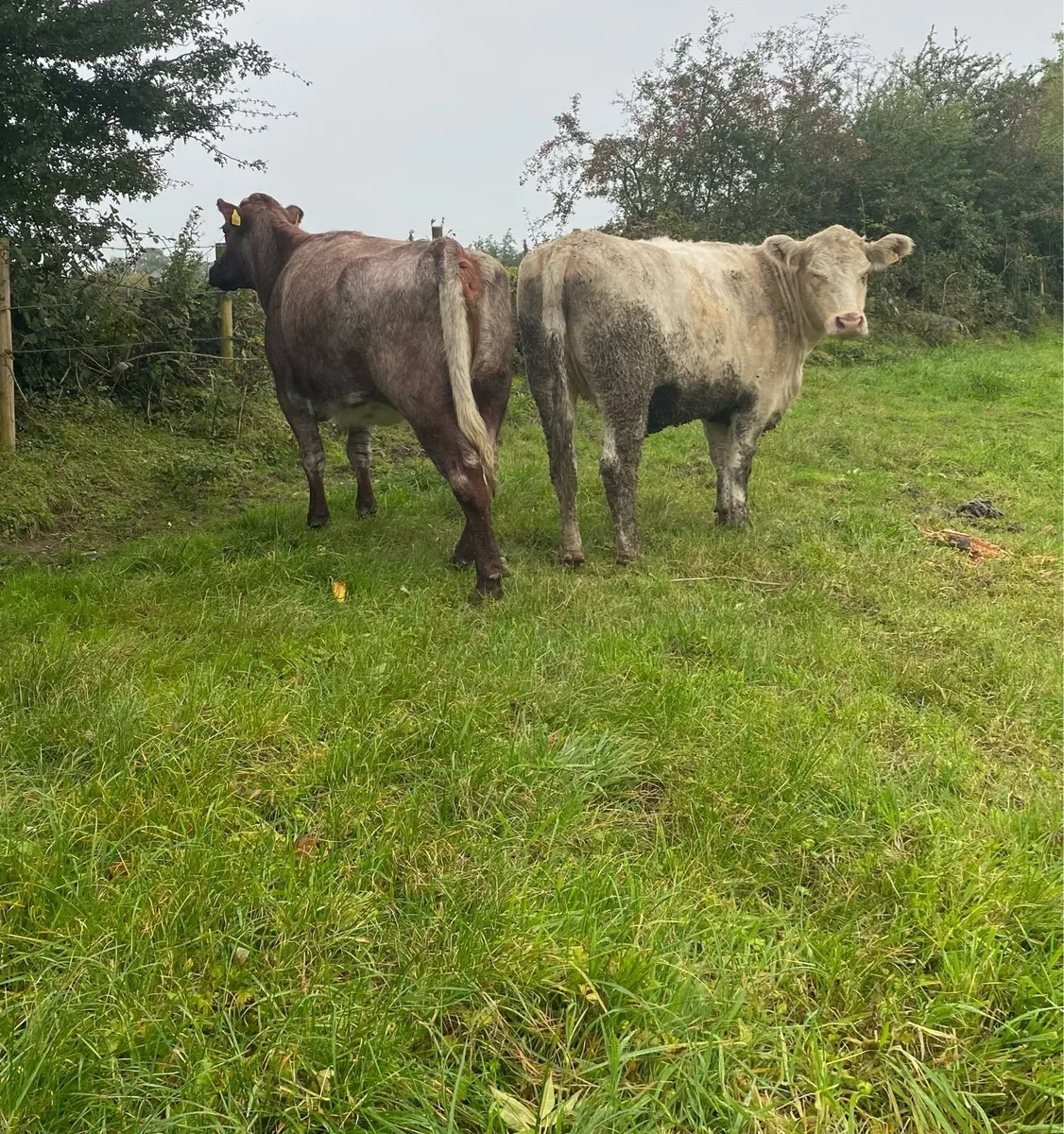 ⭐️ Two Pb Shorthorn Springers⭐️ - Image 3