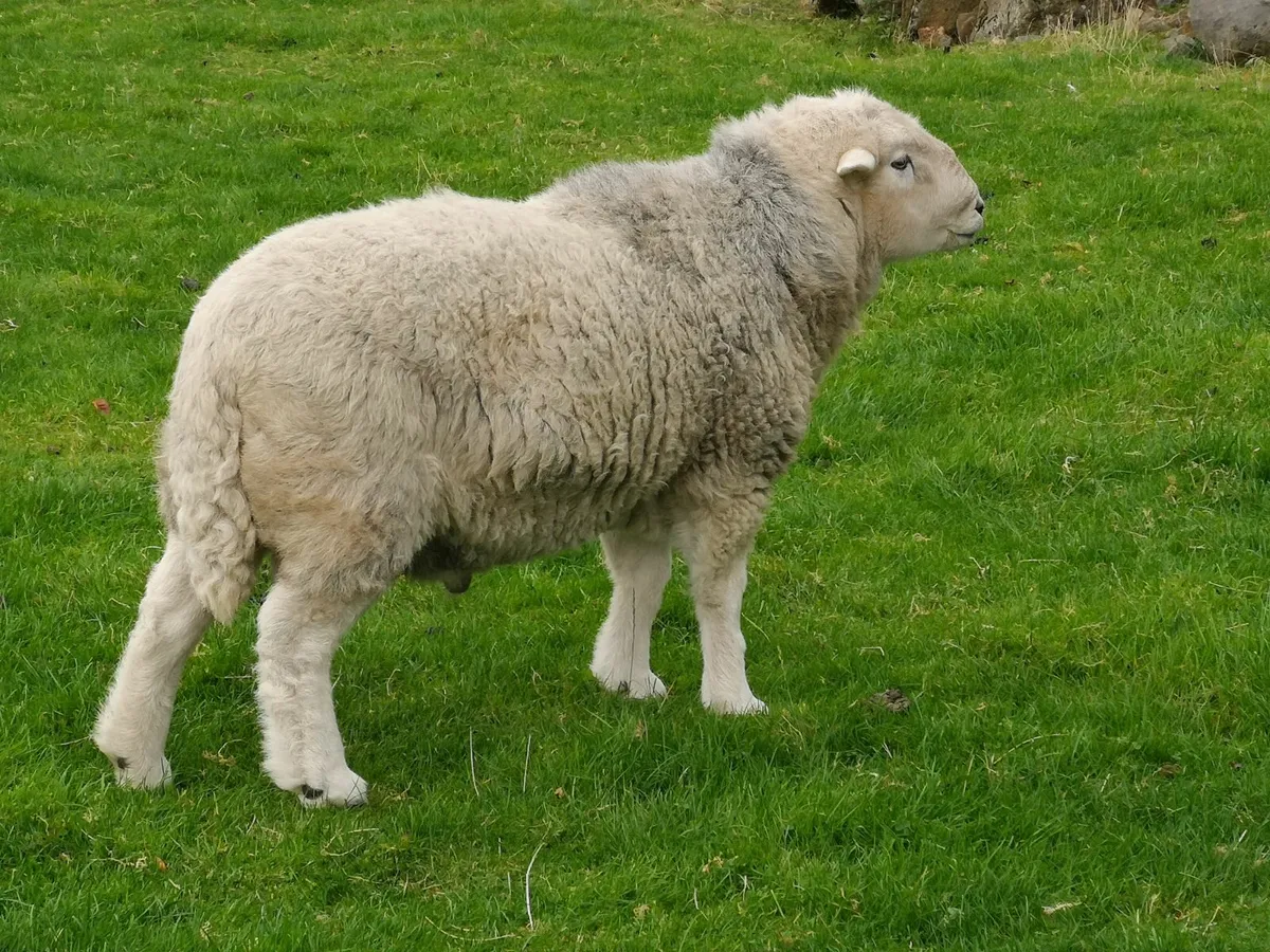 4 +5 YR OLD PEDIGREE HERDWICK RAMS - Image 2