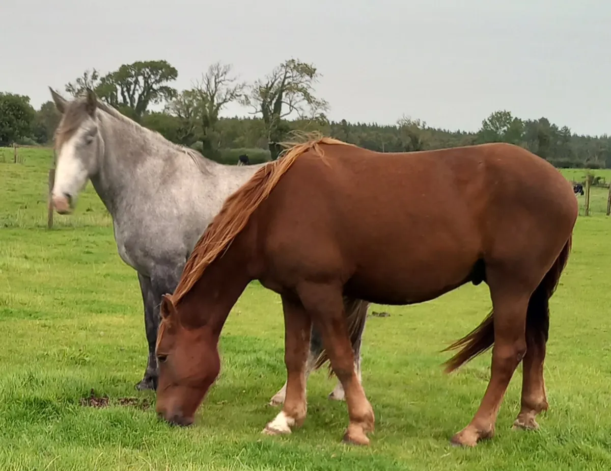 DRAFT GELDINGS - Image 1