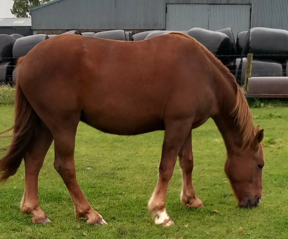 DRAFT GELDINGS - Image 2