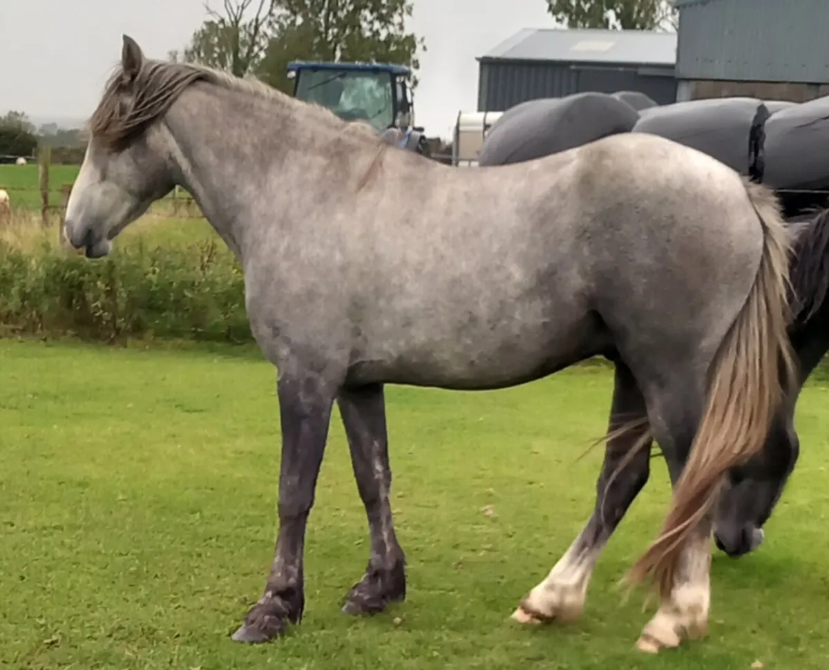 DRAFT GELDINGS - Image 3