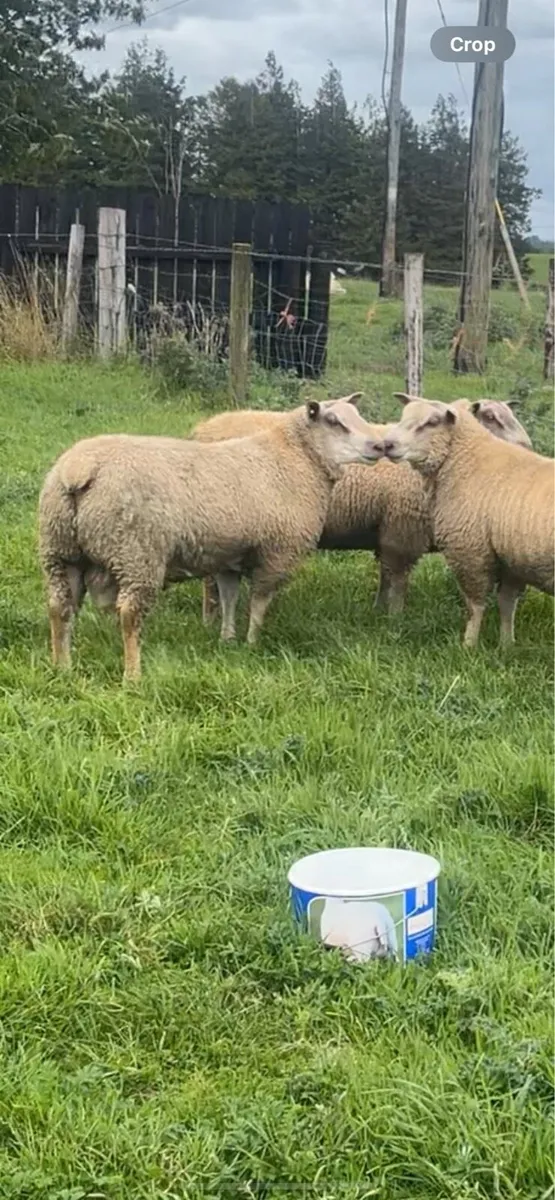 Pbr Charollais Ram lambs - Image 4