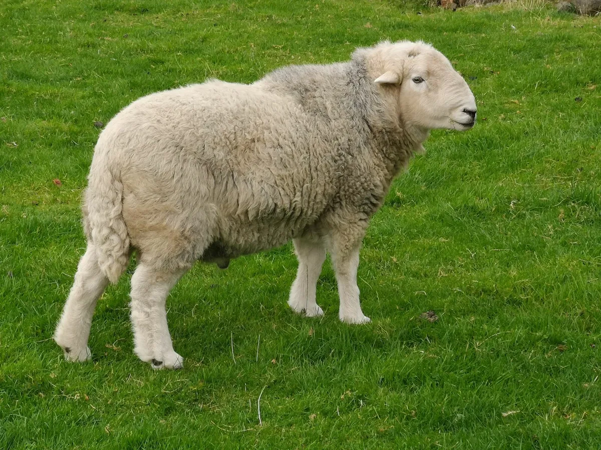 4 +5 YR OLD PEDIGREE HERDWICK RAMS - Image 1