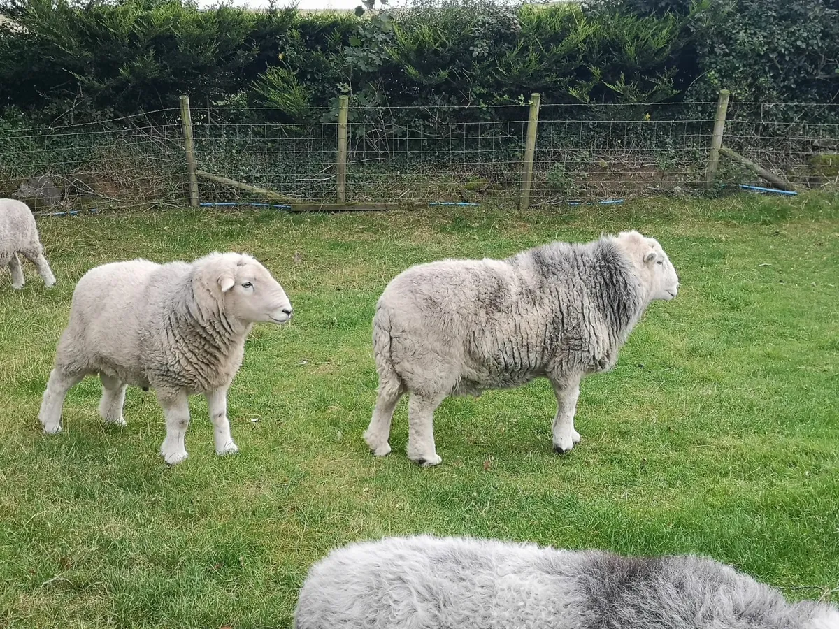 4 +5 YR OLD PEDIGREE HERDWICK RAMS - Image 4