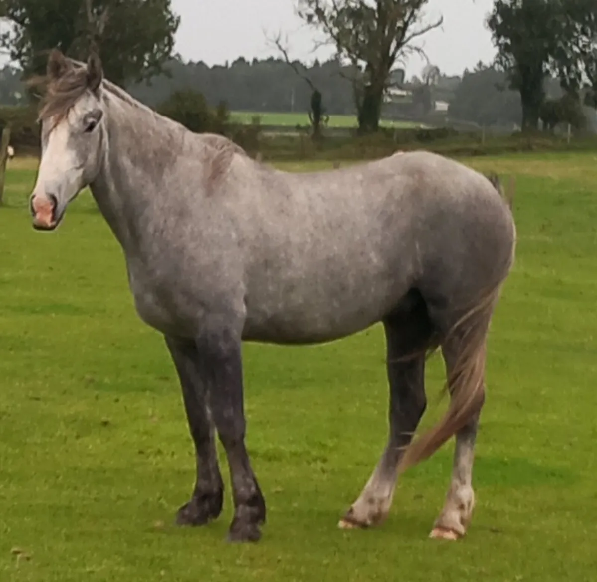 DRAFT GELDINGS - Image 4