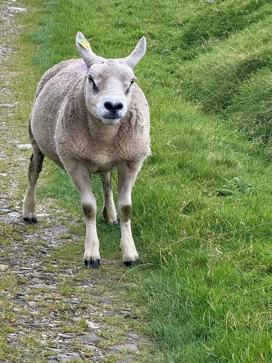 PBR Texel Ram - Image 1