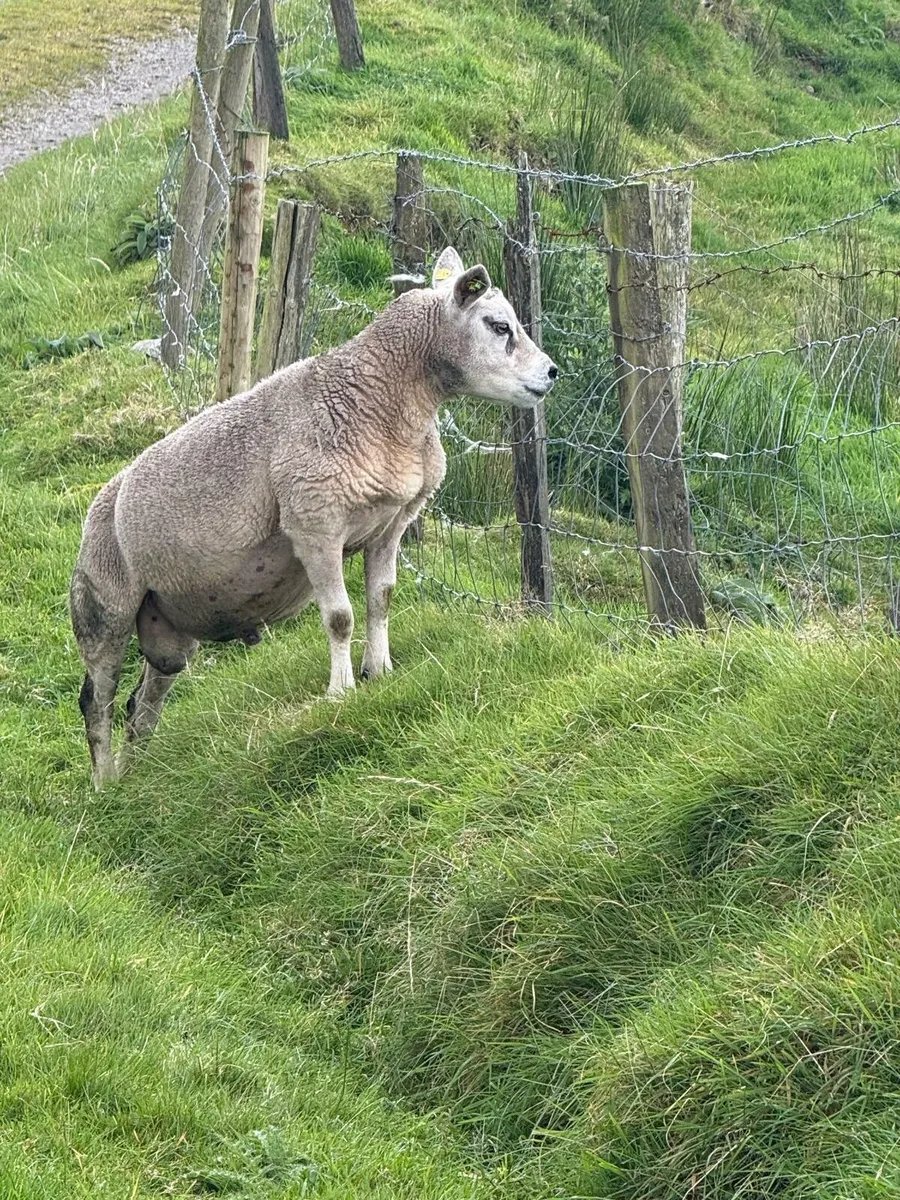 PBR Texel Ram - Image 2