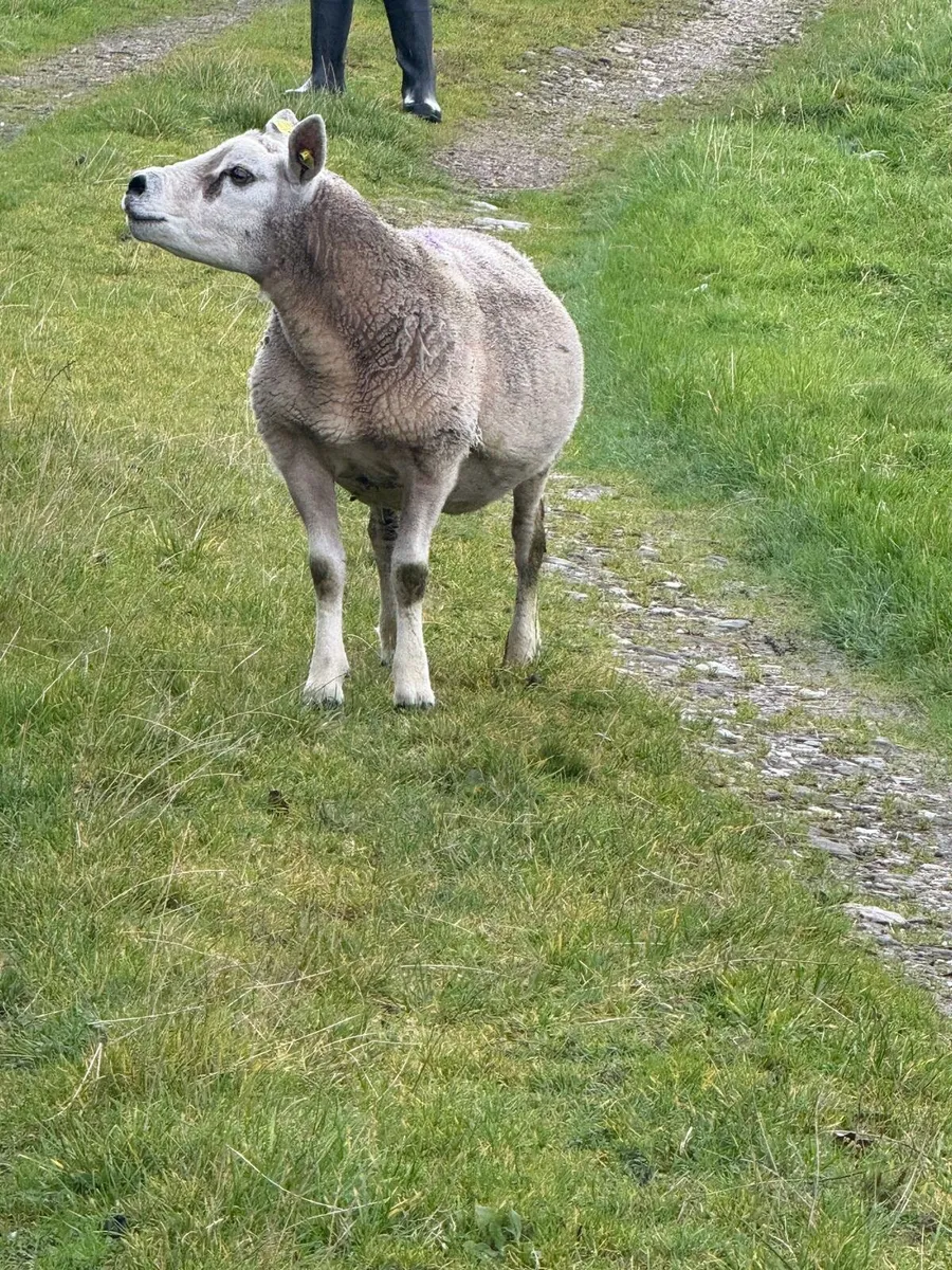 PBR Texel Ram - Image 3