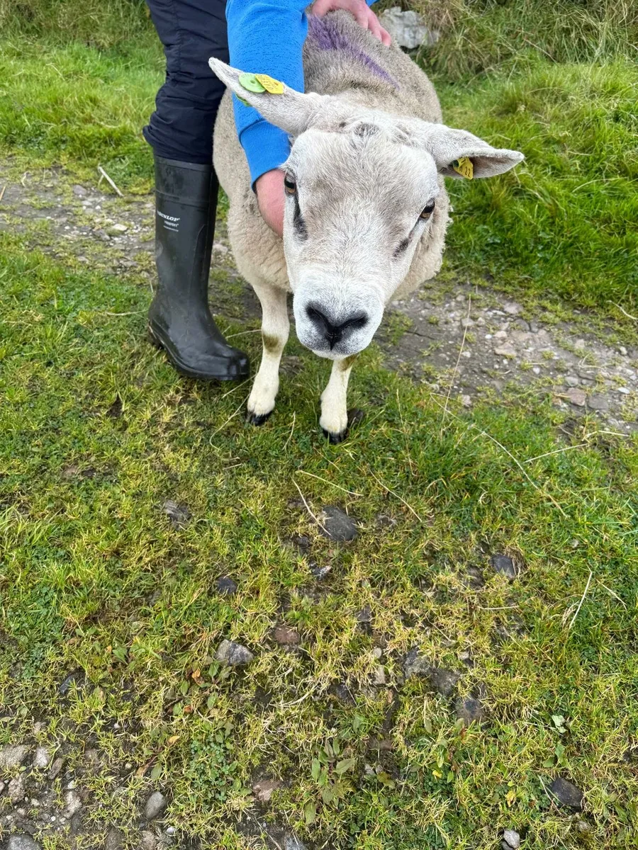 PBR Texel Ram - Image 4